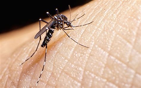 ¡alert 10 Deadliest Diseases Caused By Mosquitoes