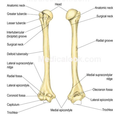 The Posterior And Anterior Views Of The Humeral Bone Anatomy Human