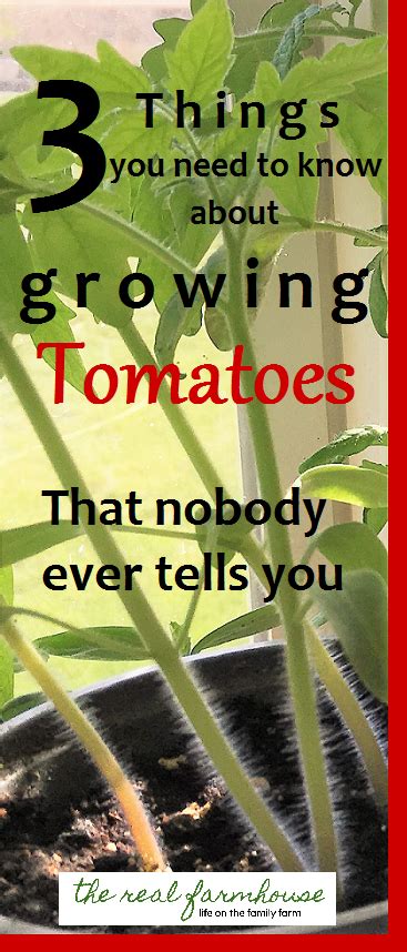 3 Things You Need To Know About Growing Tomatoes That Nobody Ever Tells You