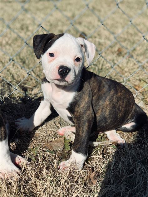47 American Bulldog Puppies For Sale Oklahoma Picture