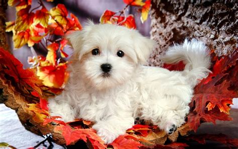 Beautiful Cute Puppies Wallpapers Free Hd Desktop Wallpapers Download