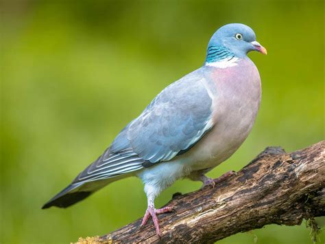 19 Common British Birds In Your Garden Lovethegarden