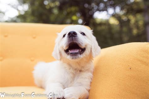 Golden Retriever Puppy Smiles Golden Retriever Puppies Golden