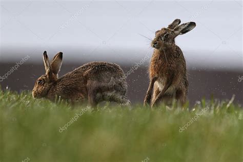 Mad March Hares European Or Brown Hares Lepus Europaeus Boxing