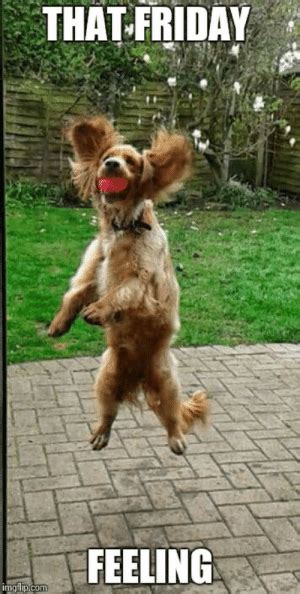 That Friday Feeling Image Tagged In Dogsfriday Imgflip Dogs Meme On