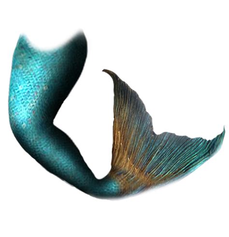 Download High Quality Mermaid Tail Clipart Realistic Transparent Png