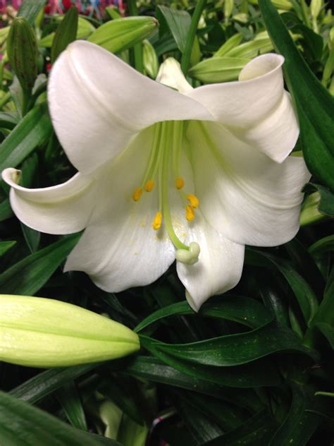 Janets images has uploaded 69 photos to flickr. White Easter Lily Free Stock Photo - Public Domain Pictures