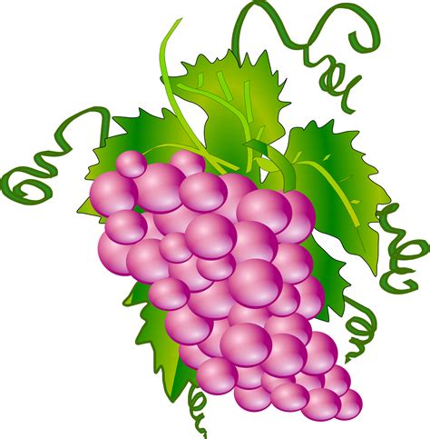 Fruitvitis Viniferacartoon Grape Vector Free Psd