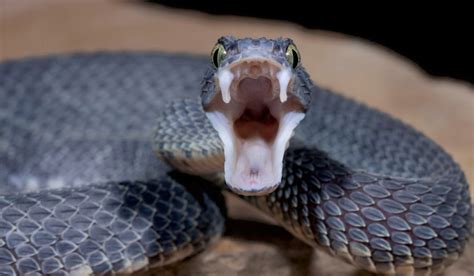 How Venomous Snakes Got Their Fangs The Week