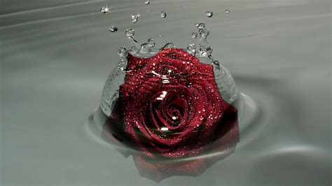 Red Rose In Water Droplets 2560x1440 Hd Wallpaper And Free Stock