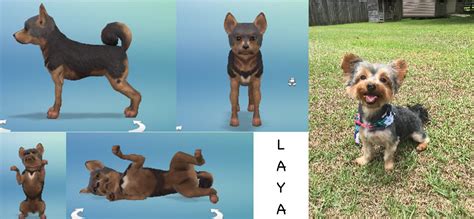 I Made My Dog In Sims 4 Rsims4
