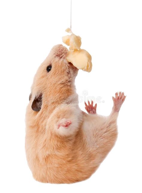 Hamster Funny Animal Hamster Eating Cheese Stock Photo Image Of Cute