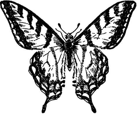 11 Black And White Butterfly Clipart The Graphics Fairy