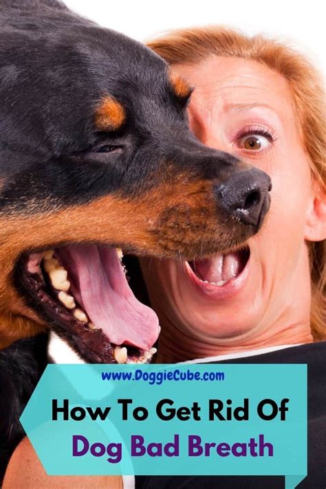 How To Get Rid Of Dog Bad Breath Doggie Cube Bad Dog Breath Dog