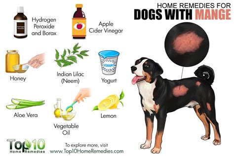 Home Remedies For Dogs With Mange Top 10 Home Remedies