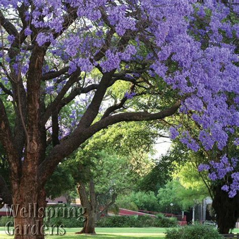 Browse our extensive tree list and find out which trees are best suited for your landscape. Jacaranda mimosifolia tree Live Plant Purple Flowering ...