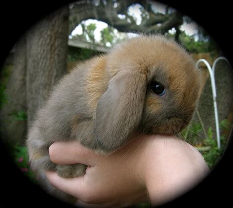 Holland Lop Babies For Sale Dwarfs In Tampa Florida Hoobly