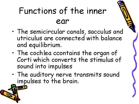 Ear Structure And Function The Ear Consists Of