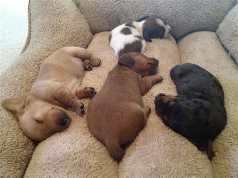 32 Cute Sleeping Puppies 32 Pics ~ I Love Funny Animal Sweet Funny