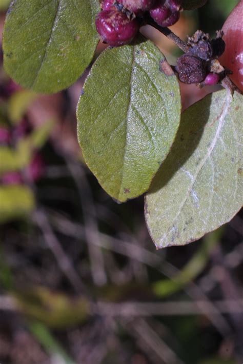 Symphoricarpos Orbiculatus Red Snowberry Go Botany