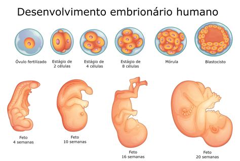 Etapas Del Desarrollo Embrionario Humano Etapas Del Desarrollo Sexiz