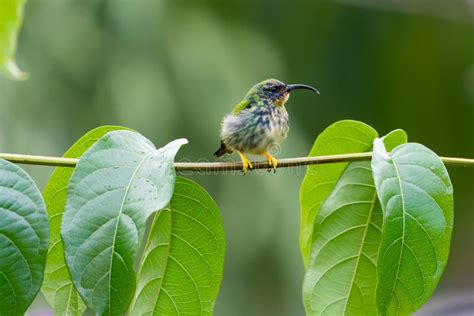 Uccello Di Miele Viola Cucito In Una Pianta Con Fondo Verde Nei Caraibi