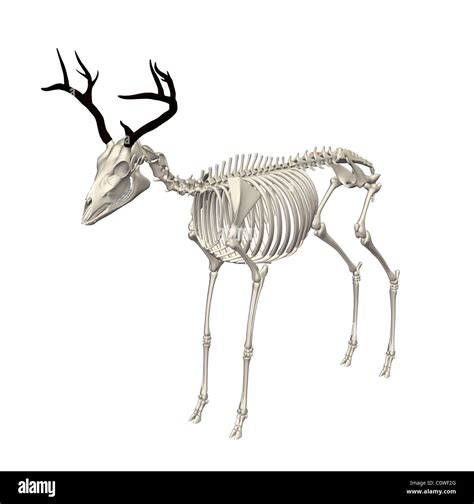 Deer Skeleton Hi Res Stock Photography And Images Alamy