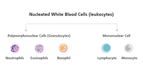 Protocol For Isolating Polymorphonuclear Leukocytes From Whole Blood