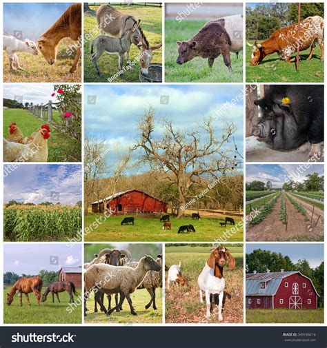 Farm Life Collage Stok Fotoğrafı 349199216 Shutterstock