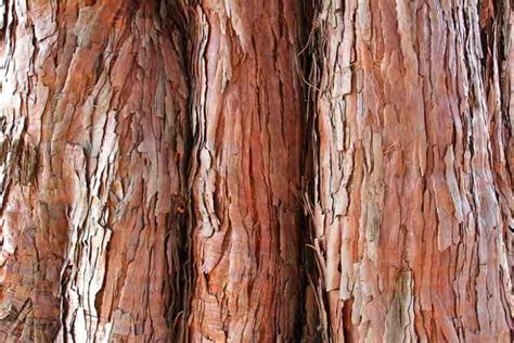 Sequoiadendron Giganteum Giant Sequoia