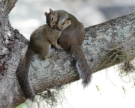 3 motivi per cui gli scoiattoli perdono la peluria nella coda