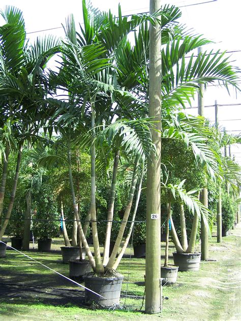 Australian Palm Trees
