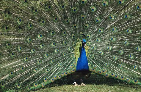 Indian Peafowl Pavo Cristatus Male Photograph By Konrad Wothe