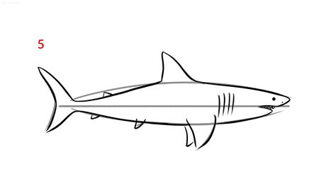 Shark Drawing Ideas How To Draw A Shark Step By Step