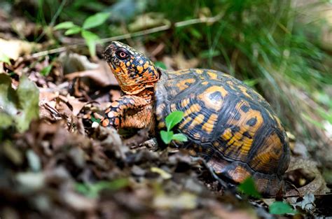 What Do Box Turtles Eat In The Wild 29 Healthy Food Items Pets