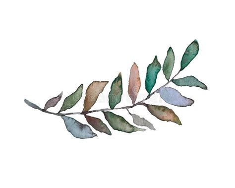 Twig With Leaves In Watercolor Botanical Illustration On White