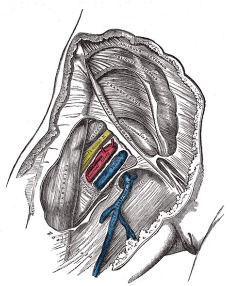 Inguinal Ligament Wikidoc