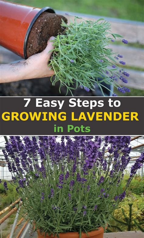 A Potted Plant With Lavender In It And The Words 7 Easy Steps To