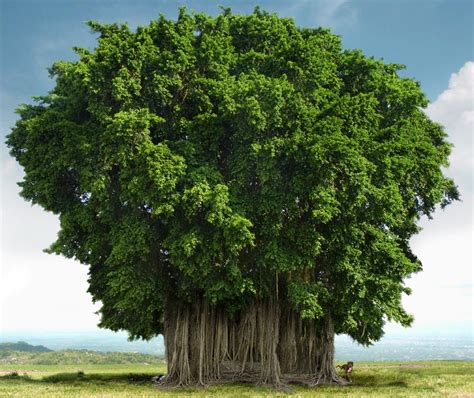 Incredible India India National Tree