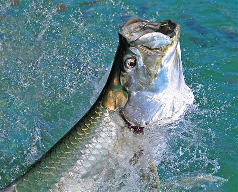 Best Time Of Year For Tarpon Fishing In The Keys — Saltwater Experience