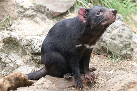 The tasmanian devil became extirpated on the australian mainland about 400 years before european settlement in 1788. The Tasmanian Devil | All Amazing Facts | The Wildlife