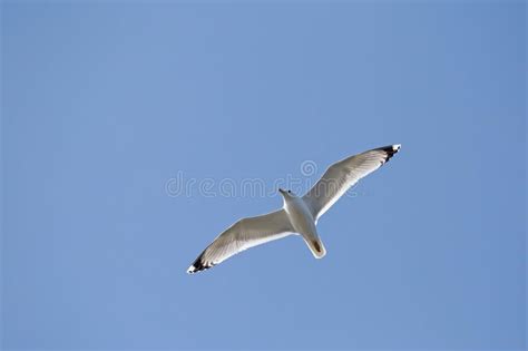 Common Gull Flying In A Sky Stock Image Image Of White Feathered