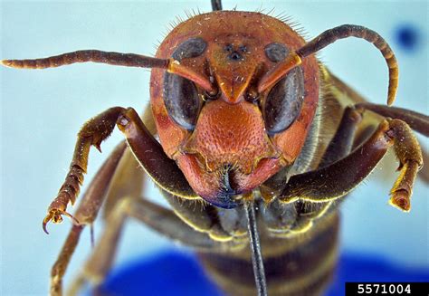 Murder Wasps Time To Panic Asian Giant Hornet Vespa Mandarinia — Bug Of The Week