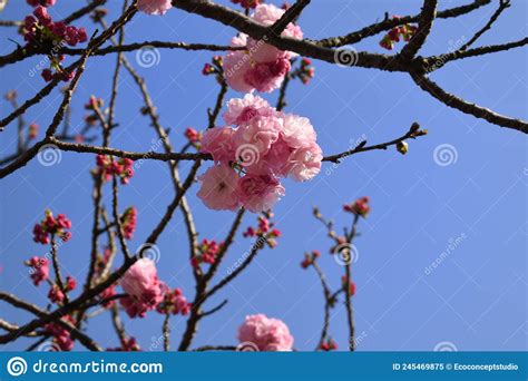 Double Cherry Blossom Branches Also Known As Yae Zakura A Type Of Sakura With Multiple Layers