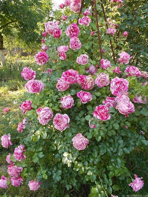 Raspberry Cream Twirl Ines Sastre Rose Photo Climbing Roses