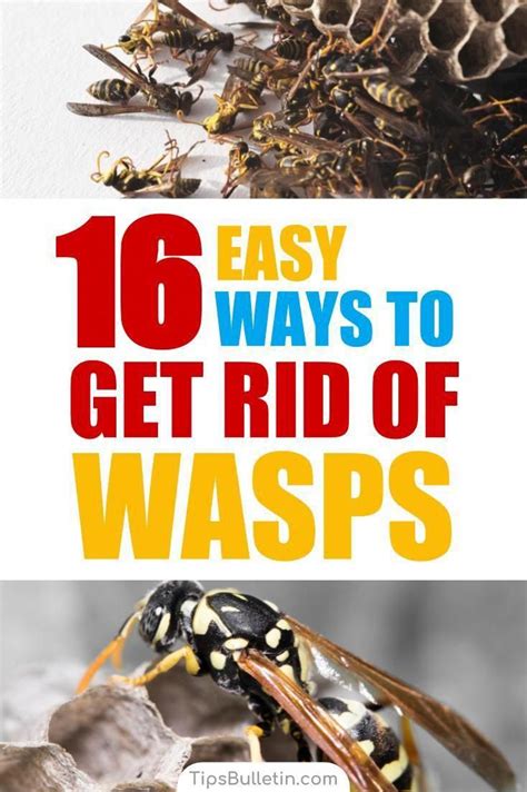 Learn How To Keep Wasps Away With 16 Tips And Recipes To Get Rid Of