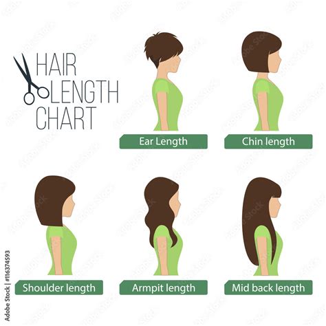 Hair Length Chart Side View 5 Different Hair Lengths Vector Stock