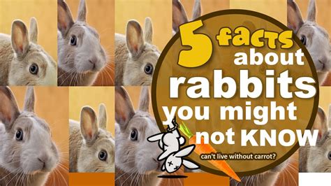 5 Facts About Rabbit🐰 You Might Not Know Youtube