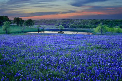 Bluebonnet Lake Vista Texas Sunset Wildflowers Landscape Flowers Pond