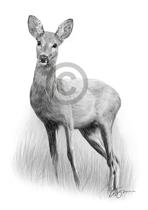 Roe Deer Pencil Graphite Print A4 A3 Signed By Uk Artist Drawing